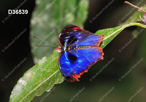 Orsis Bluewing (Myscelia orsis)